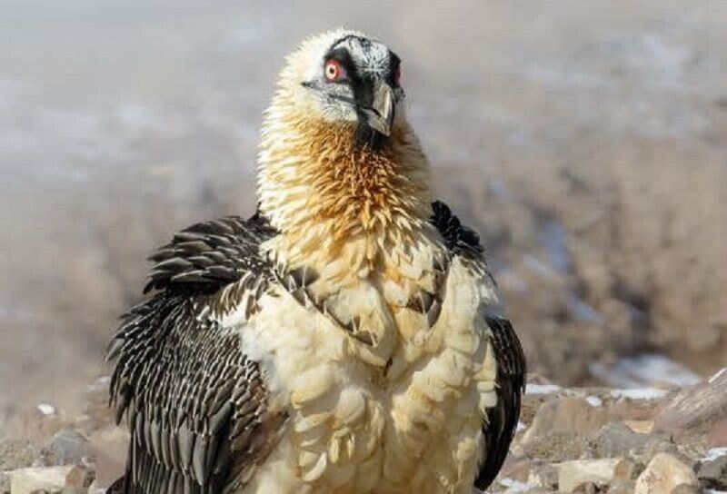 The legendary Huma bird appeared in South Khorasan