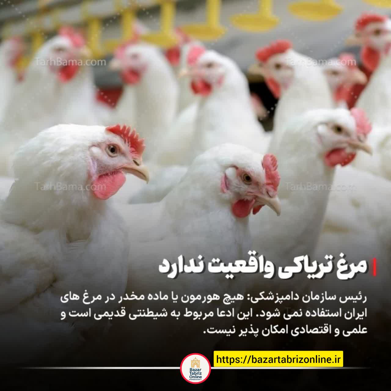 تکذیب دوباره «مرغ تریاکی»؛ واقعیت ندارد