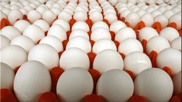 سیگنال به گرانی تخم مرغ